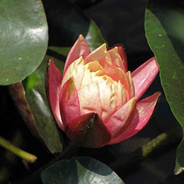Water Lily 'Wanvisa'